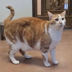 Enlarge Marmalade, an adoptable Tabby in Green Valley, AZ image 6/6