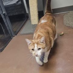 Enlarge Marmalade, an adoptable Tabby in Green Valley, AZ image 5/6