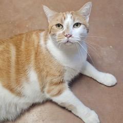 Enlarge Marmalade, an adoptable Tabby in Green Valley, AZ image 4/6