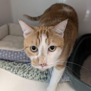 Enlarge Marmalade, an adoptable Tabby in Green Valley, AZ image 2/6