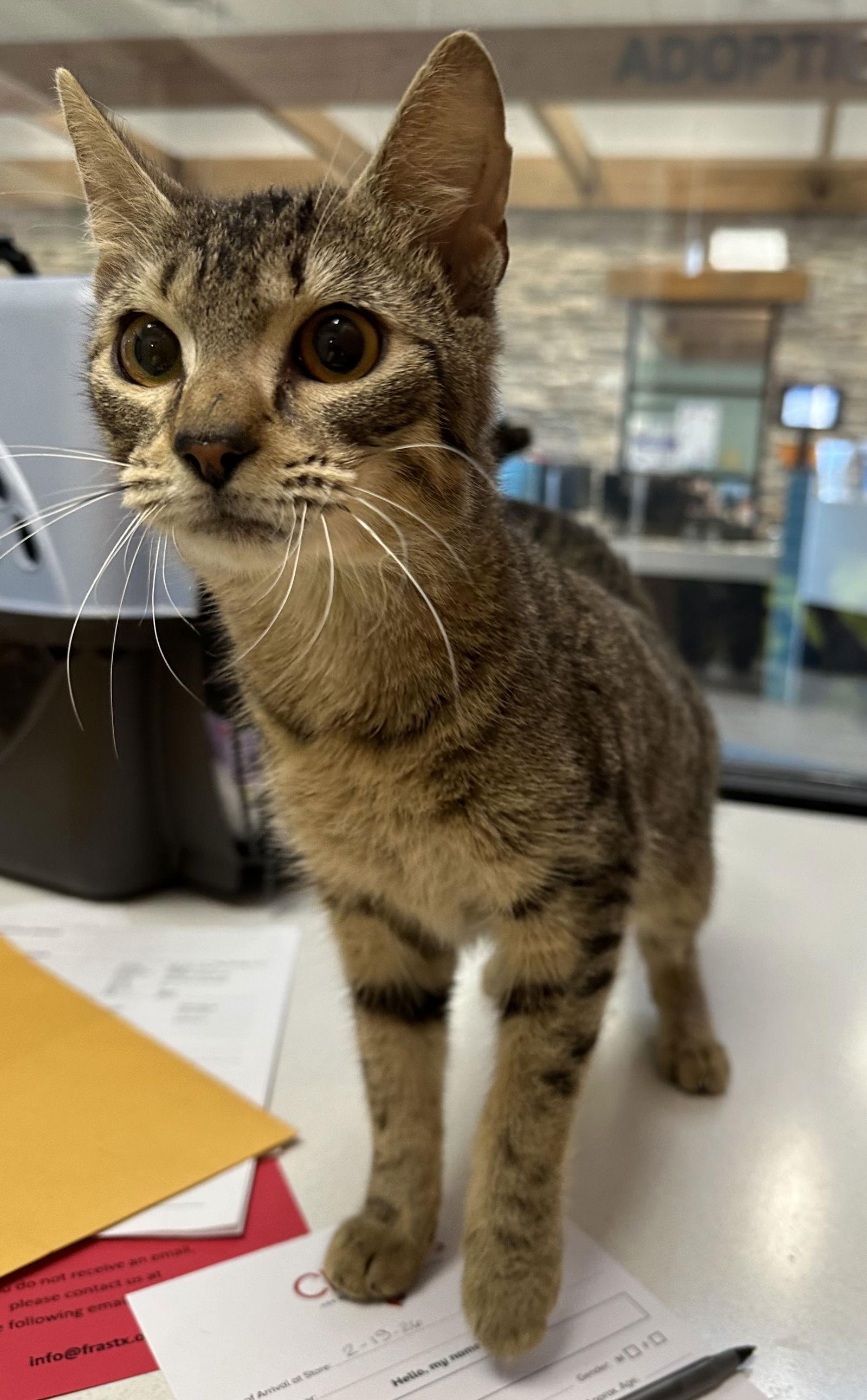 David, Adoptable, Adult Male Domestic Short Hair.