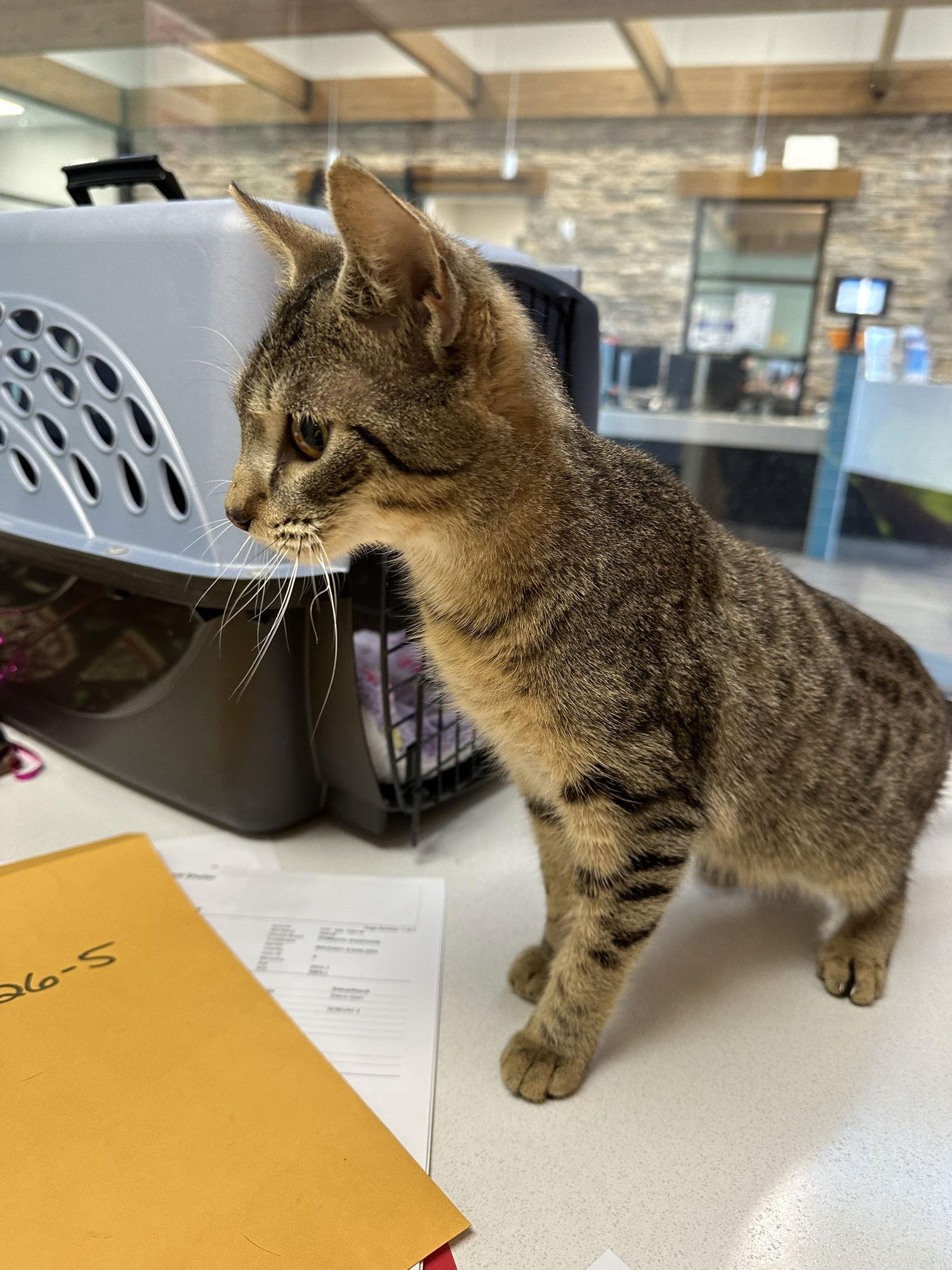 Enlarge David, a Adoptable Domestic Short Hair in Rowlett, TX image 2/3