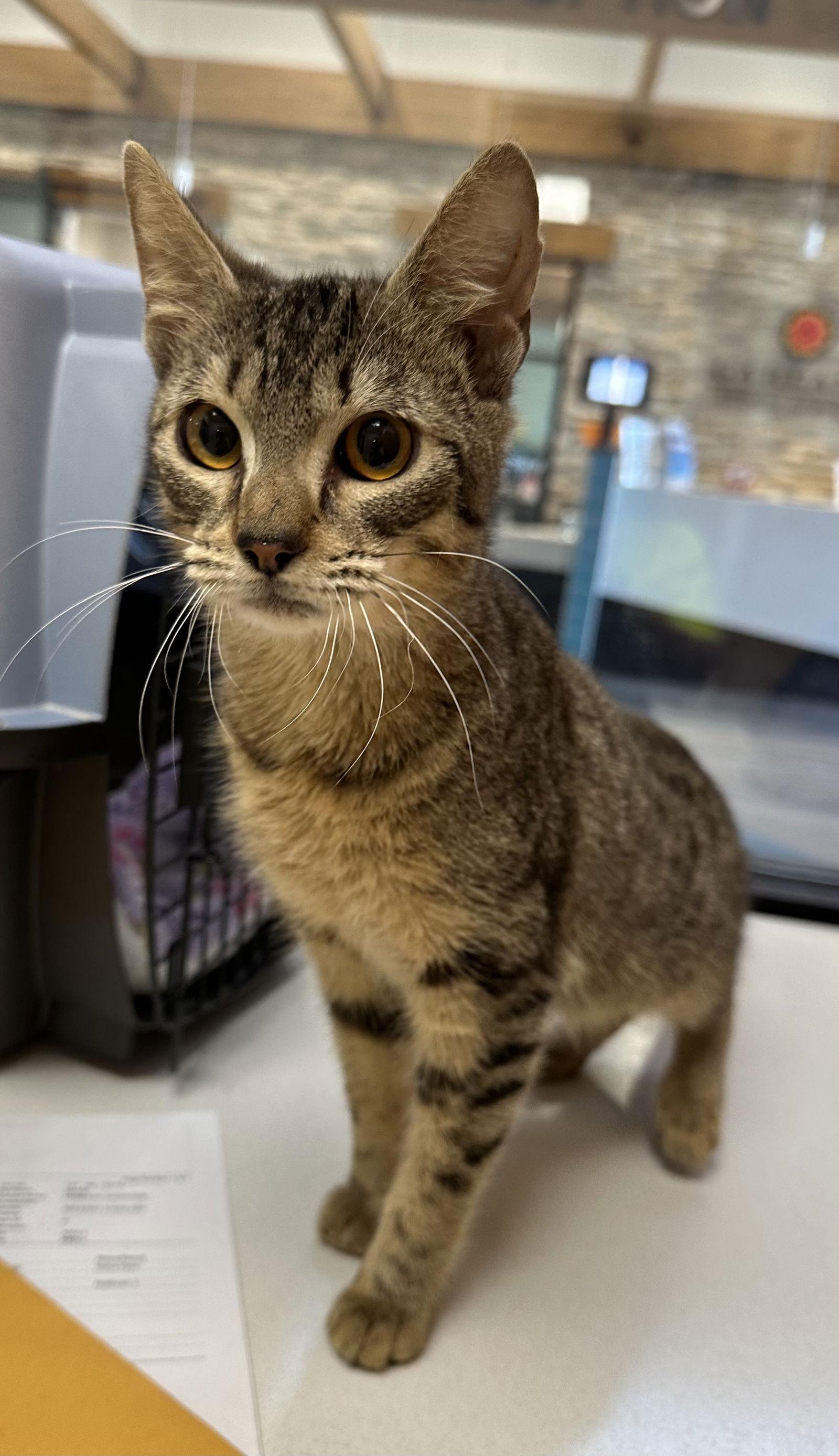 Enlarge David, a Adoptable Domestic Short Hair in Rowlett, TX image 3/3