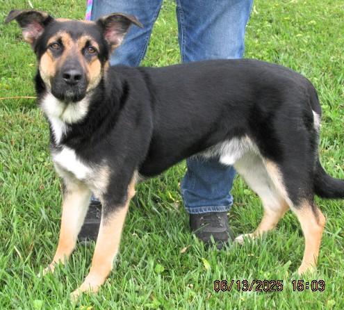 Thor, a Adoptable German Shepherd Dog in Frederick, MD image 1/5
