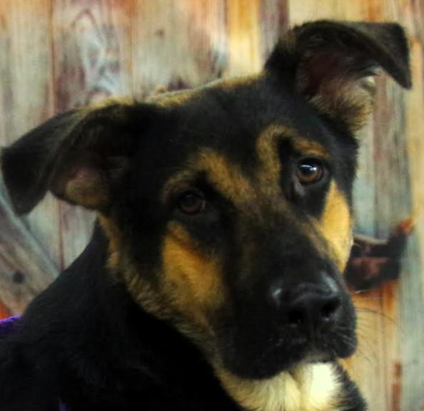Thor, a Adoptable German Shepherd Dog in Frederick, MD image 2/5