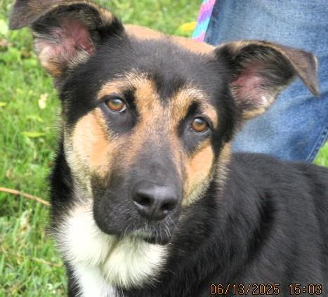 Thor, a Adoptable German Shepherd Dog in Frederick, MD image 3/5