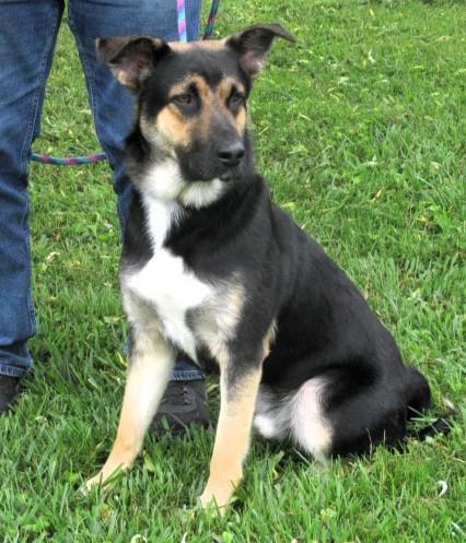 Thor, a Adoptable German Shepherd Dog in Frederick, MD image 4/5