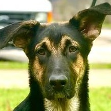Thor, a Adoptable German Shepherd Dog in Frederick, MD image 5/5