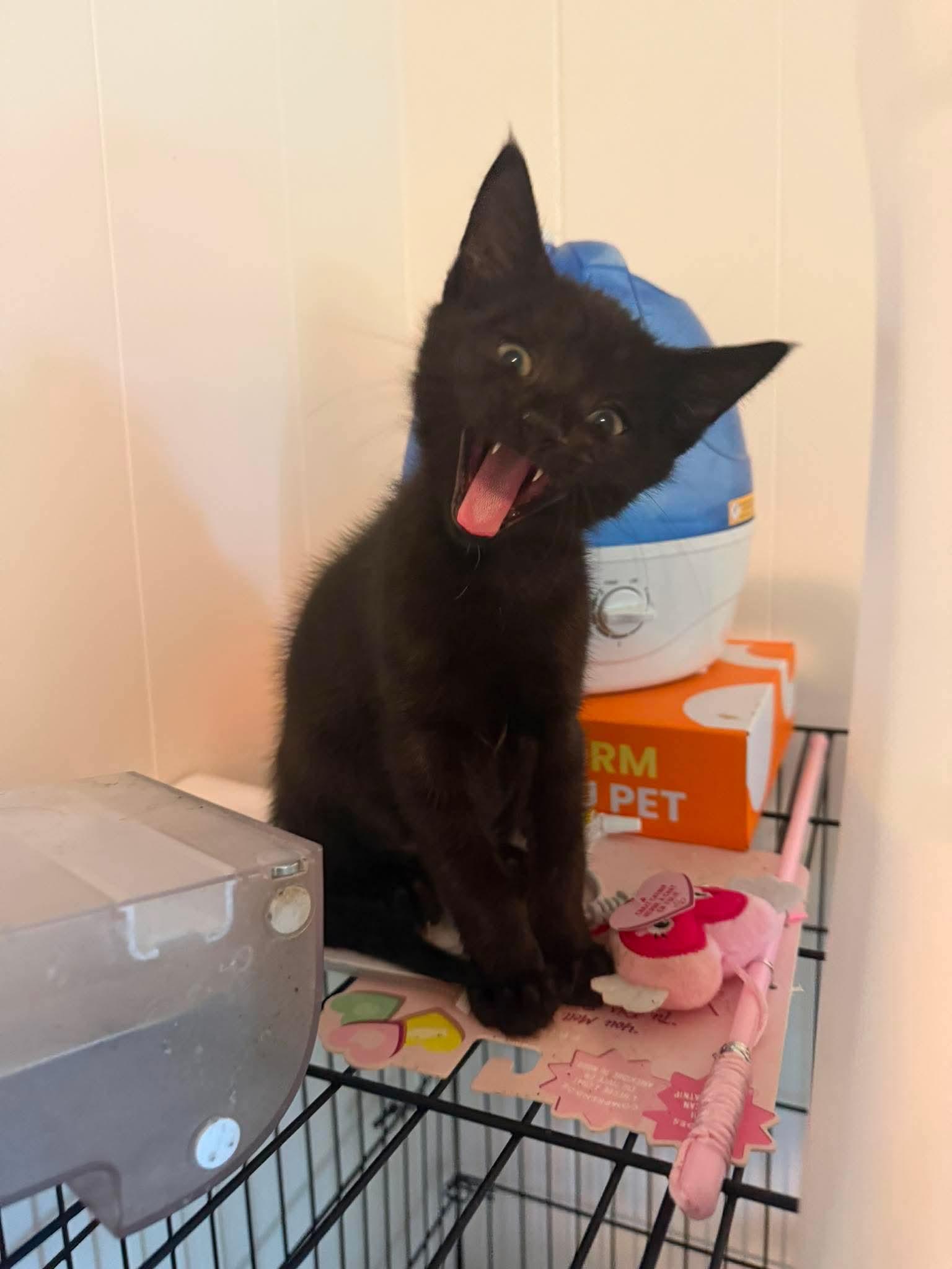 Enlarge Caspian, a Adoptable Domestic Short Hair in Mount Pleasant, SC image 1/3