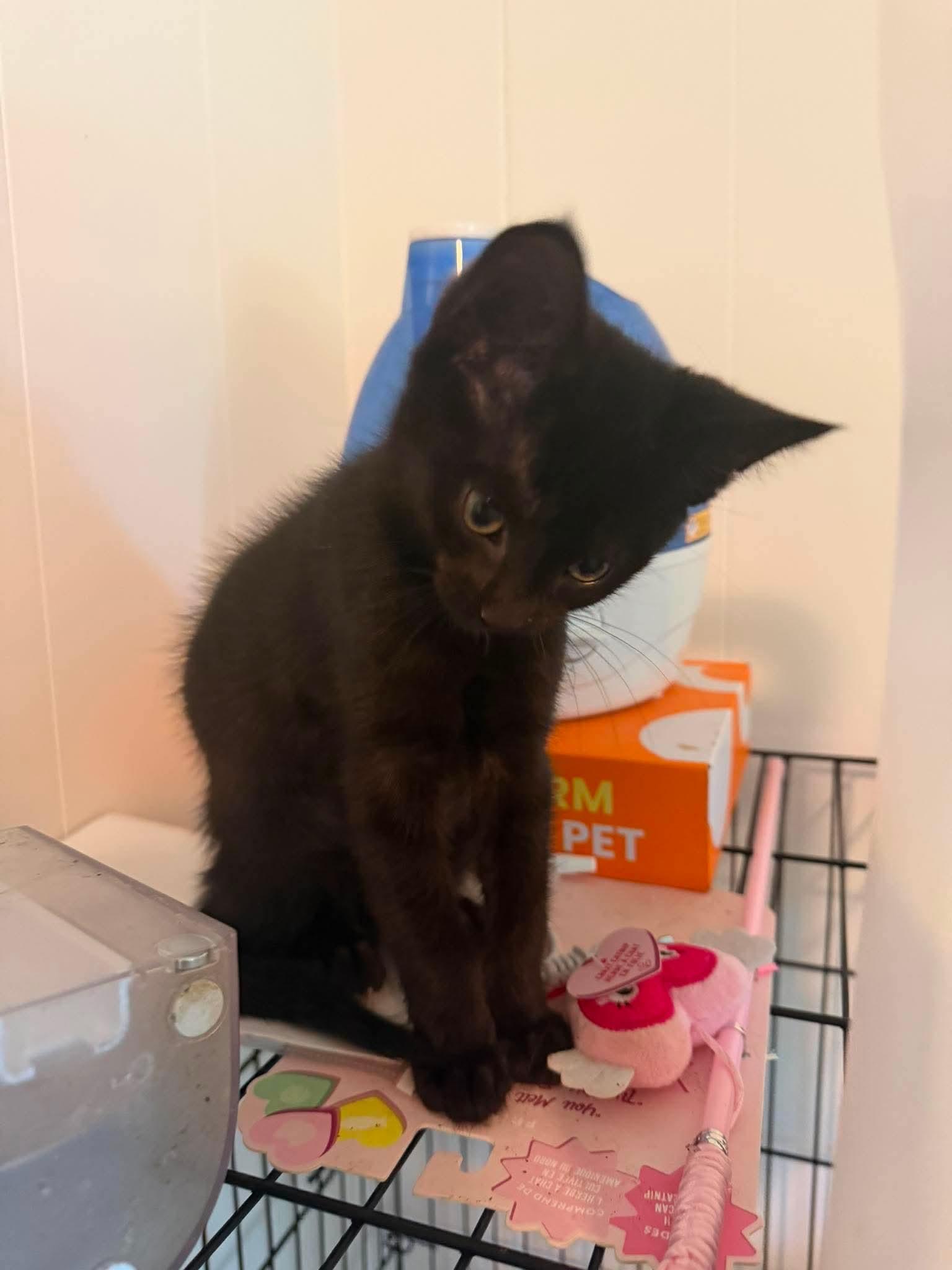 Enlarge Caspian, a Adoptable Domestic Short Hair in Mount Pleasant, SC image 2/3