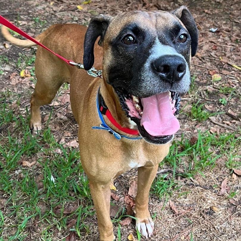 Enlarge Vega, a Adoptable Boxer in Greensboro, NC image 3/6