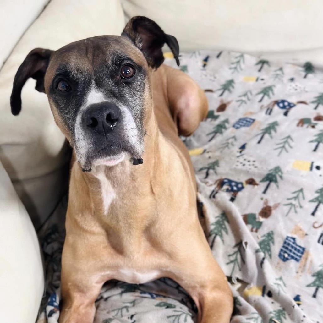 Enlarge Vega, a Adoptable Boxer in Greensboro, NC image 5/6