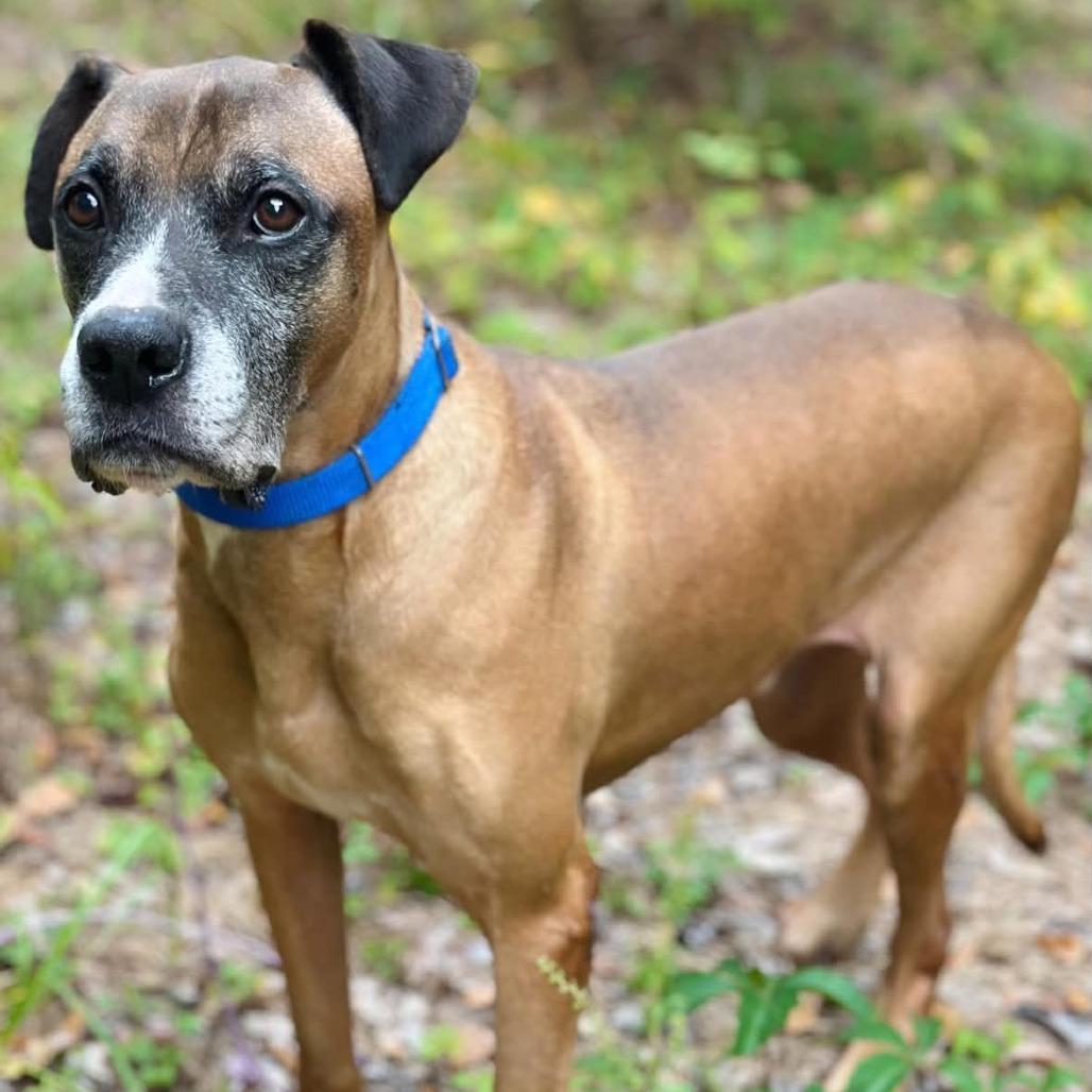 Vega, Adoptable, Adult Male Boxer.