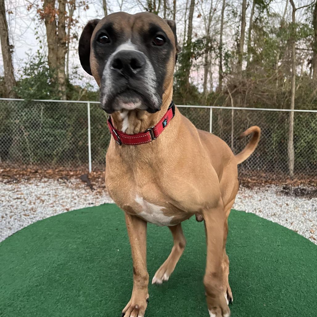 Enlarge Vega, a Adoptable Boxer in Greensboro, NC image 2/6