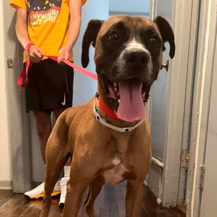 Enlarge Vega, a Adoptable Boxer in Greensboro, NC image 6/6