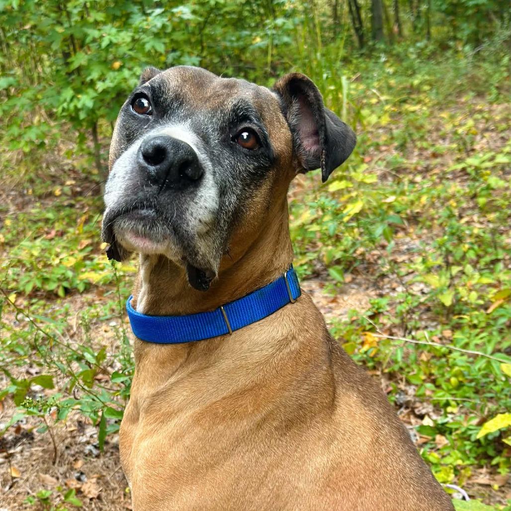 Enlarge Vega, a Adoptable Boxer in Greensboro, NC image 4/6