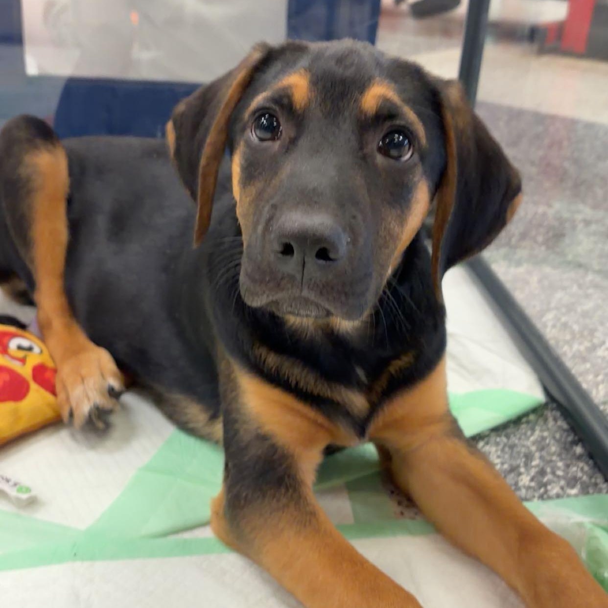 Cleveland, ADOPTABLE, Puppy Male Black and Tan Coonhound & Labrador Retriever.