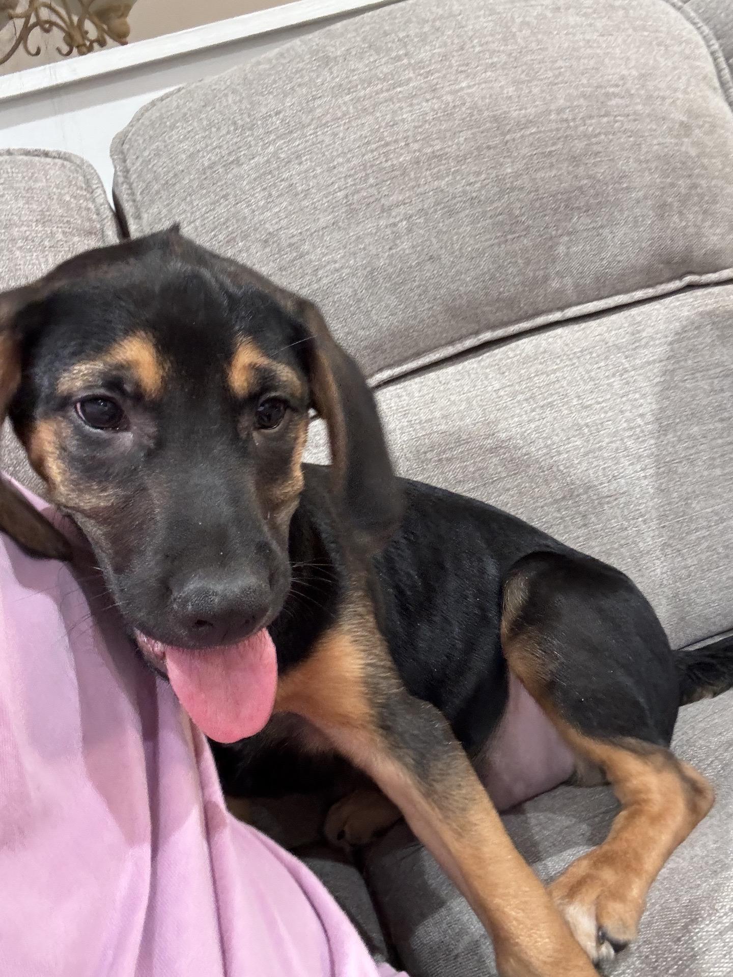 Enlarge Cleveland, a ADOPTABLE mixed breed in Copiague, NY image 2/3