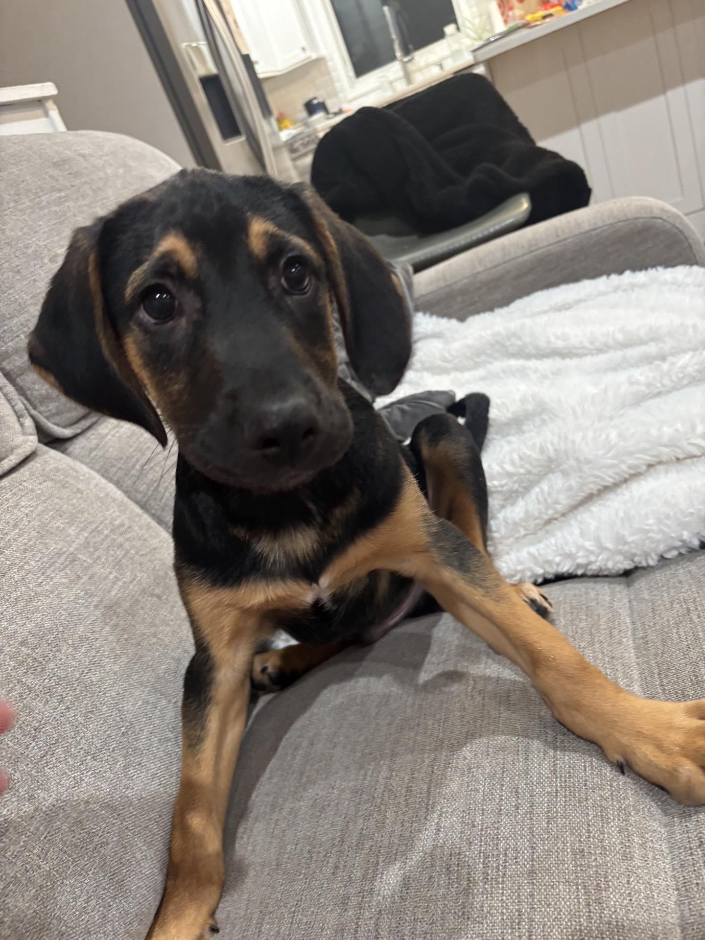 Cleveland, ADOPTABLE, Puppy Male Hound & Labrador Retriever.