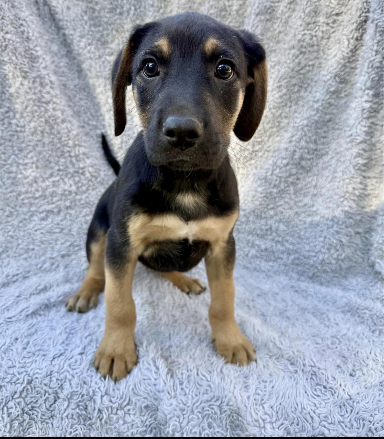 Enlarge Cleveland, a ADOPTABLE mixed breed in Copiague, NY image 3/3