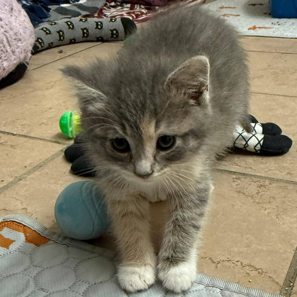 Reeses C26-028, Adoptable, Kitten Female Domestic Long Hair.