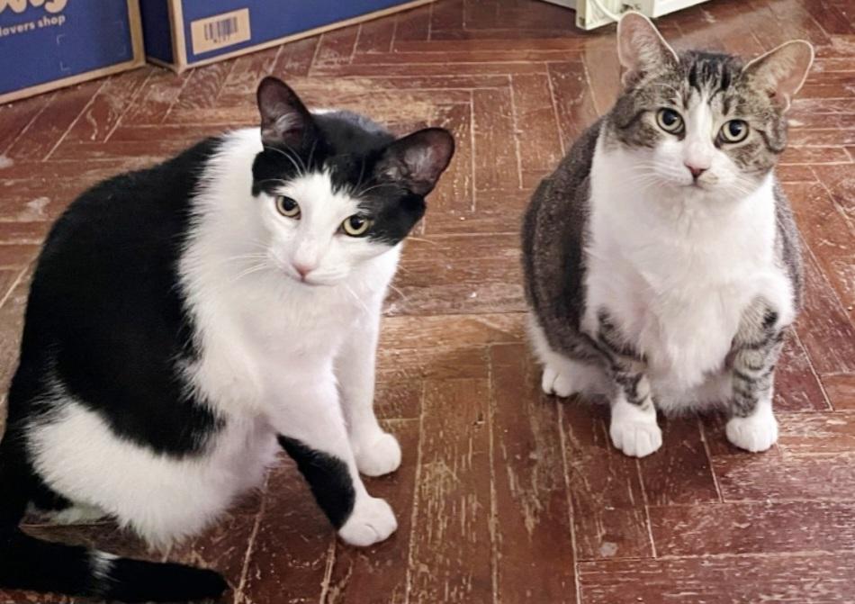 Big Brother, Adopted, Adult Male American Shorthair & Domestic Short Hair.