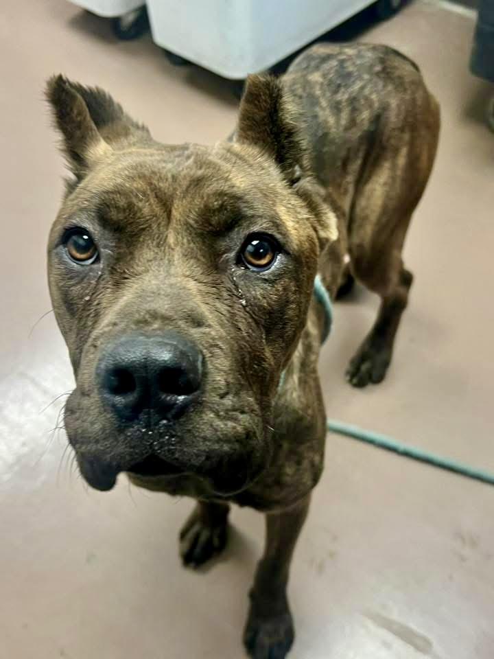 Zoya, an adopted Pit Bull Terrier in Chicago, IL image 2/5