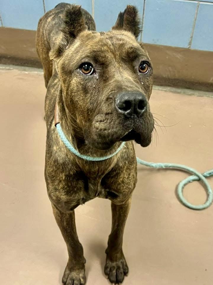 Zoya, an adopted Pit Bull Terrier in Chicago, IL image 4/5