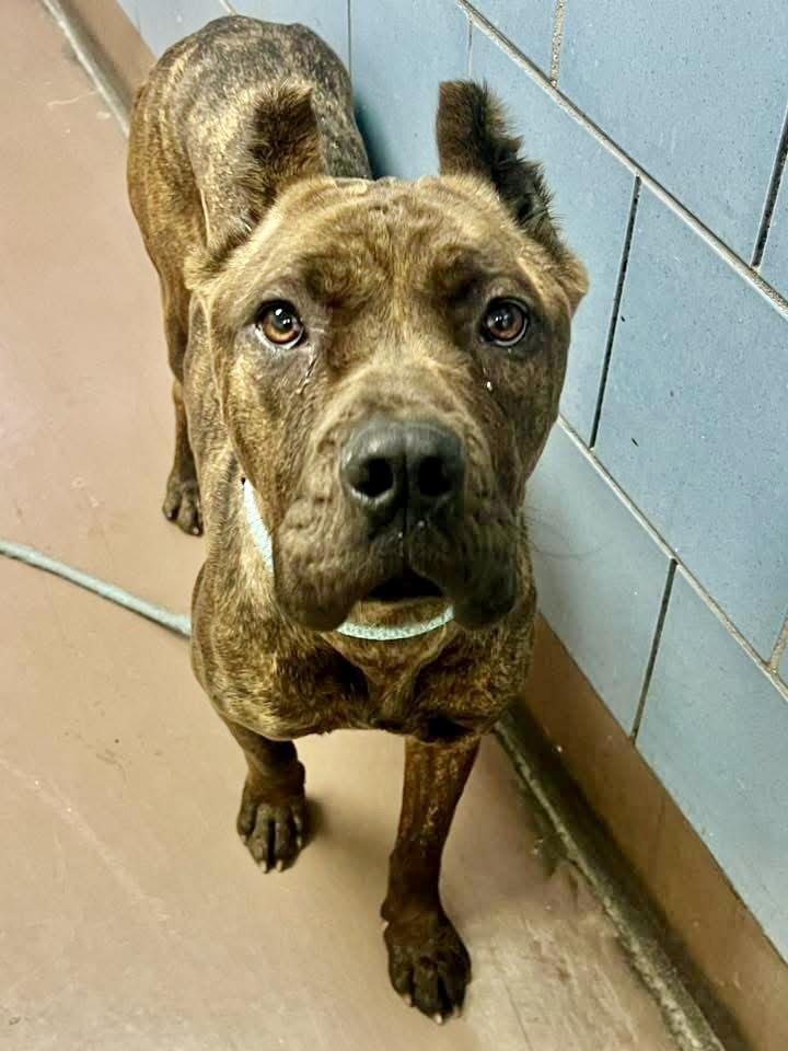 Zoya, adopted, Adult Female Pit Bull Terrier.