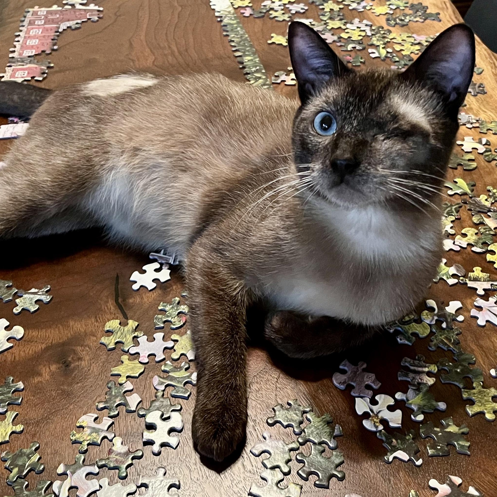 Smokey Varga, an adoptable Domestic Short Hair, Burmese in Denver, CO, 80246 | Photo Image 1