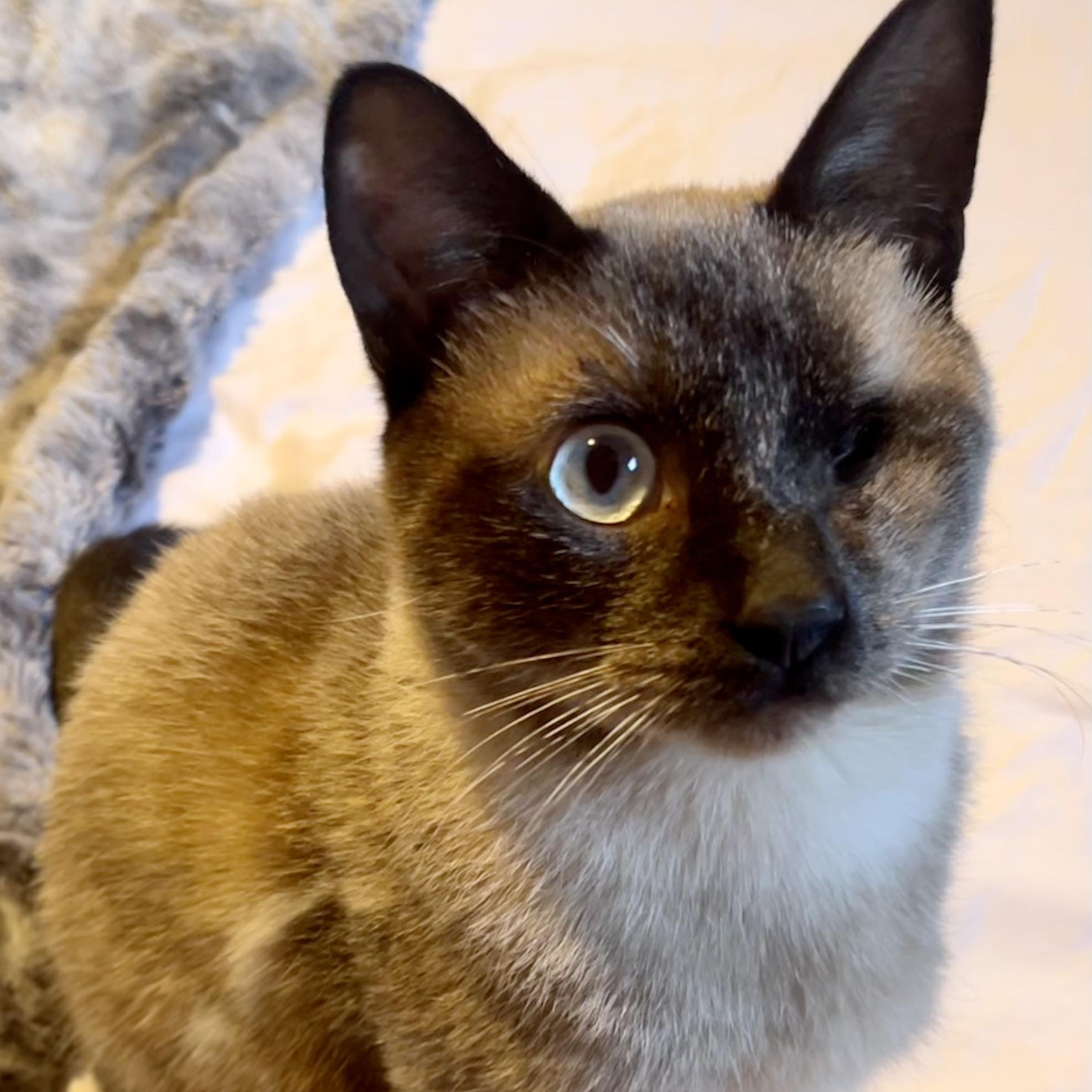 Smokey Varga, an adoptable Domestic Short Hair, Burmese in Denver, CO, 80246 | Photo Image 3