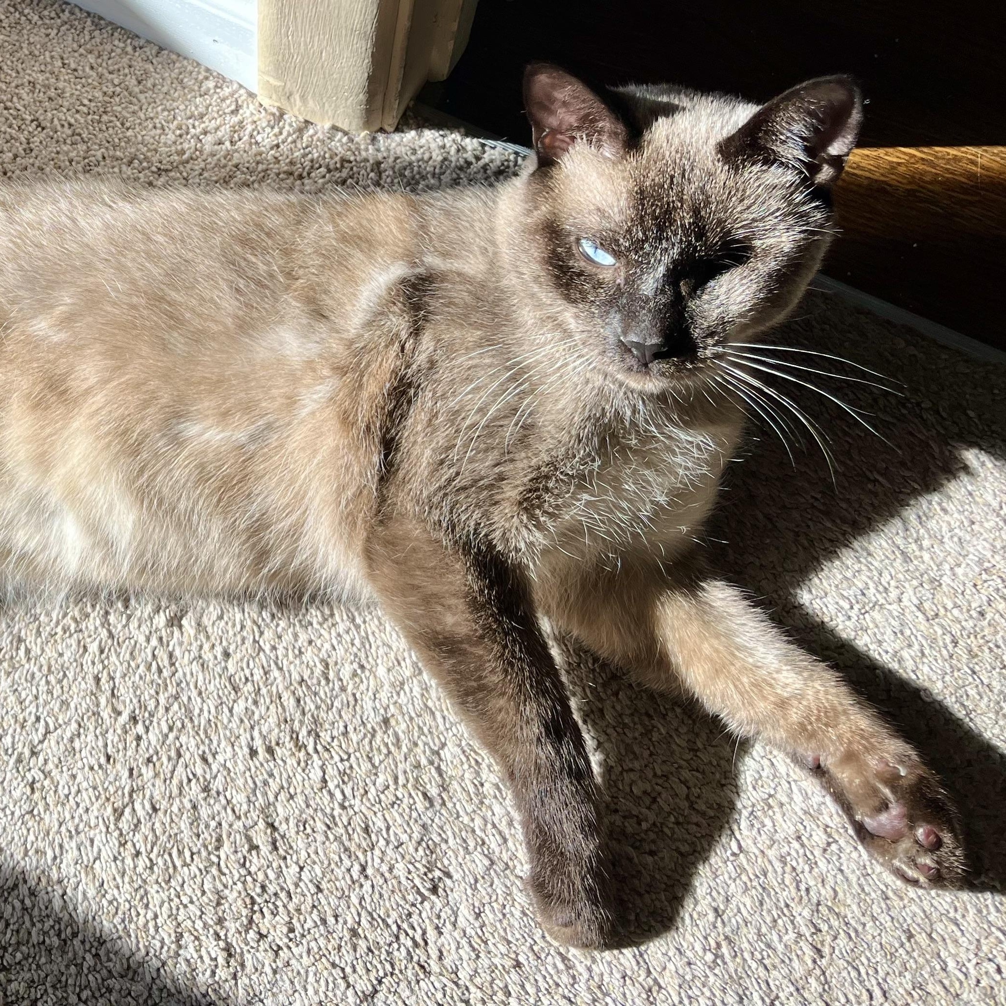 Smokey Varga, an adoptable Domestic Short Hair, Burmese in Denver, CO, 80246 | Photo Image 2