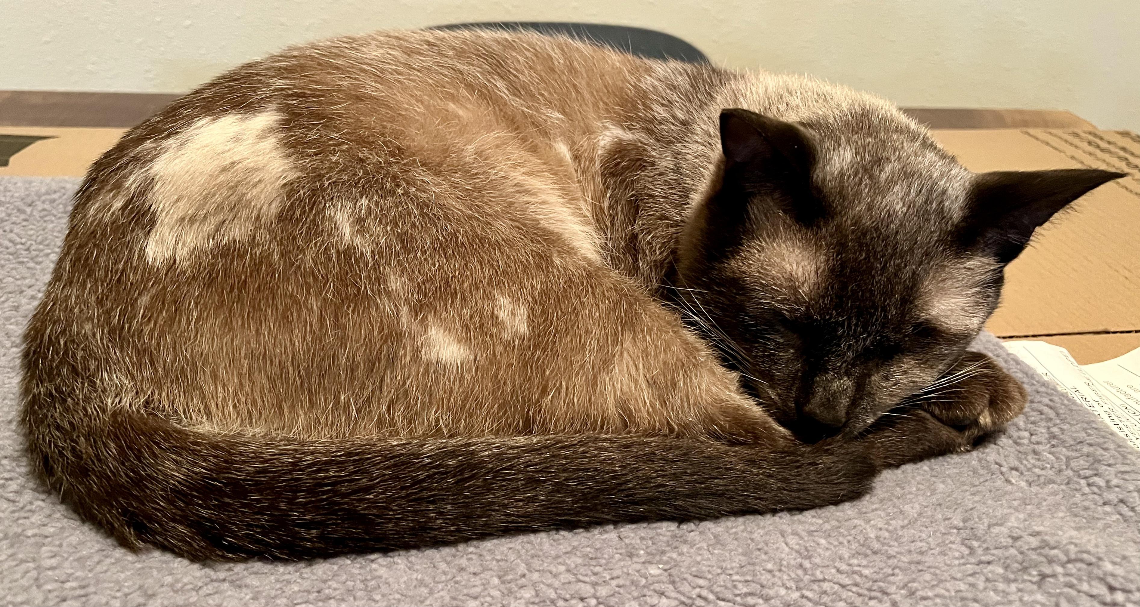 Smokey Varga, an adoptable Domestic Short Hair, Burmese in Denver, CO, 80246 | Photo Image 4