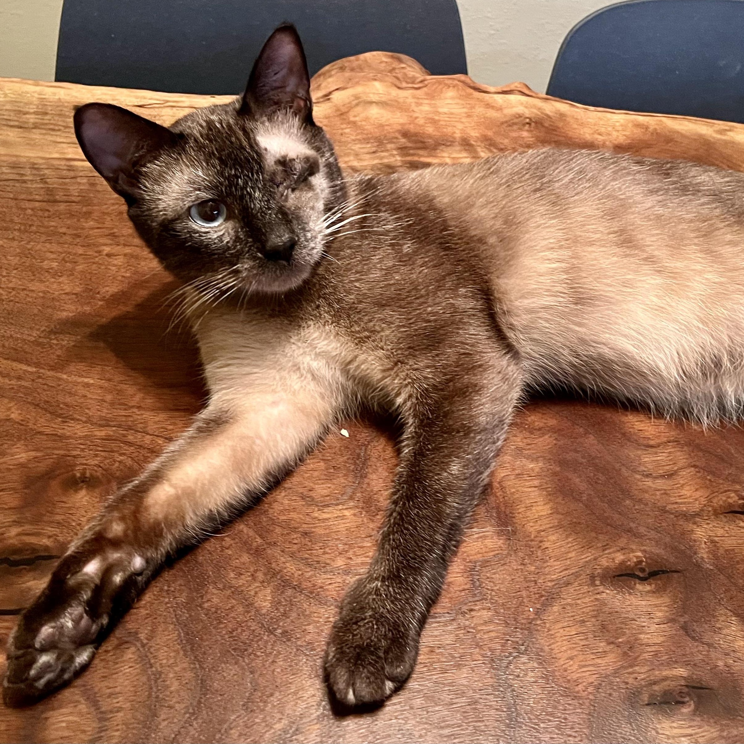 Smokey Varga, an adoptable Domestic Short Hair, Burmese in Denver, CO, 80246 | Photo Image 5