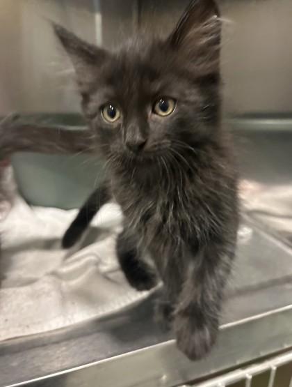 Nike, Adopted, Kitten Male Domestic Long Hair.