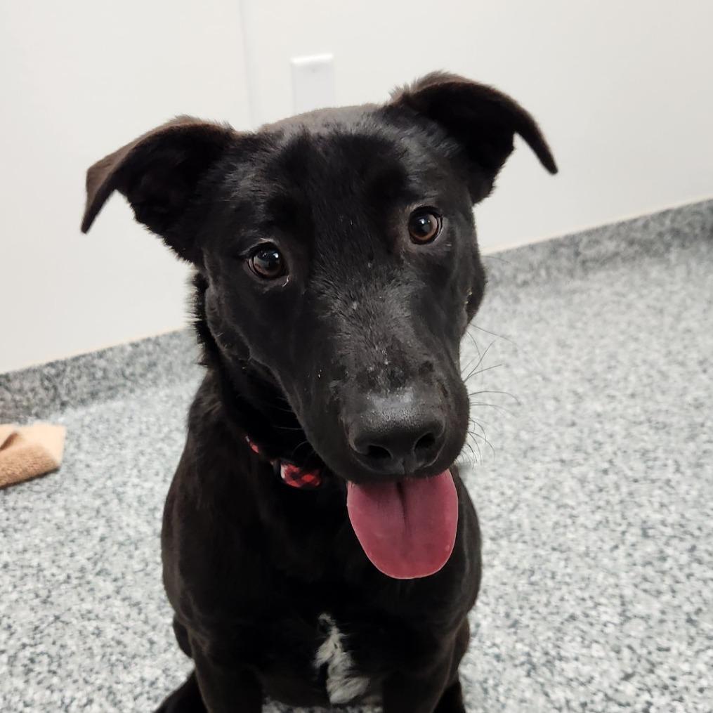 Finnick, a Adoptable mixed breed in Brookfield, WI image 1/5