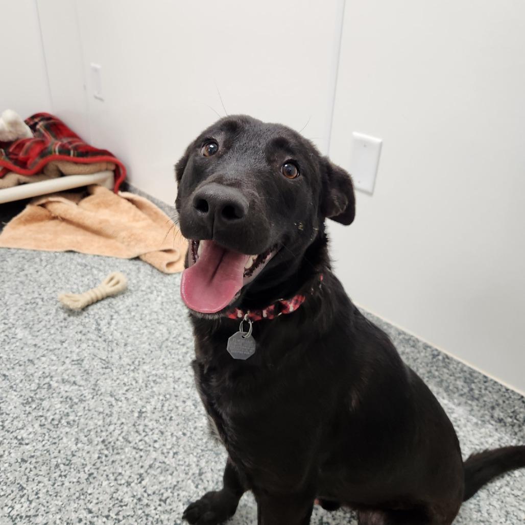 Finnick, a Adoptable mixed breed in Brookfield, WI image 2/5