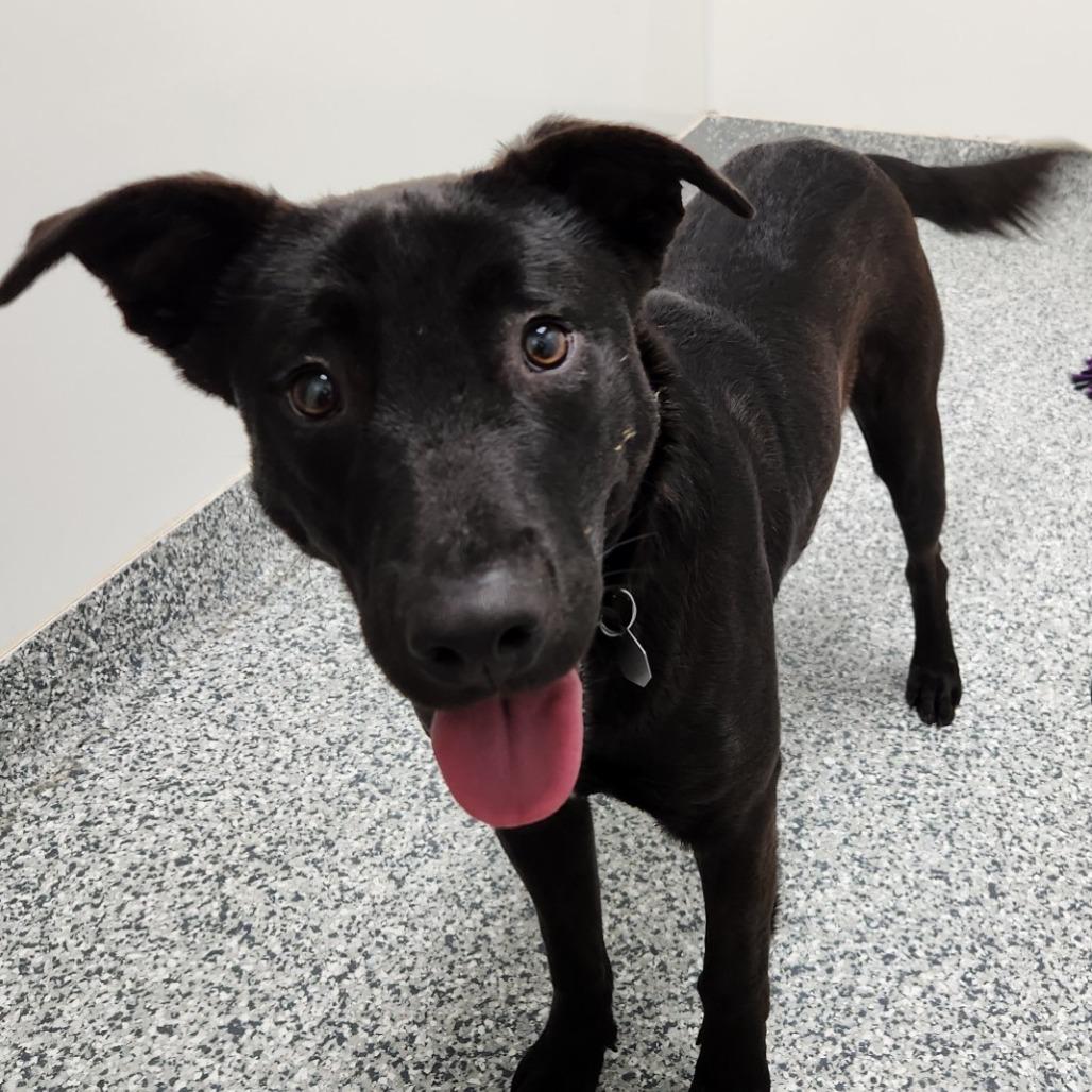 Finnick, a Adoptable mixed breed in Brookfield, WI image 3/5