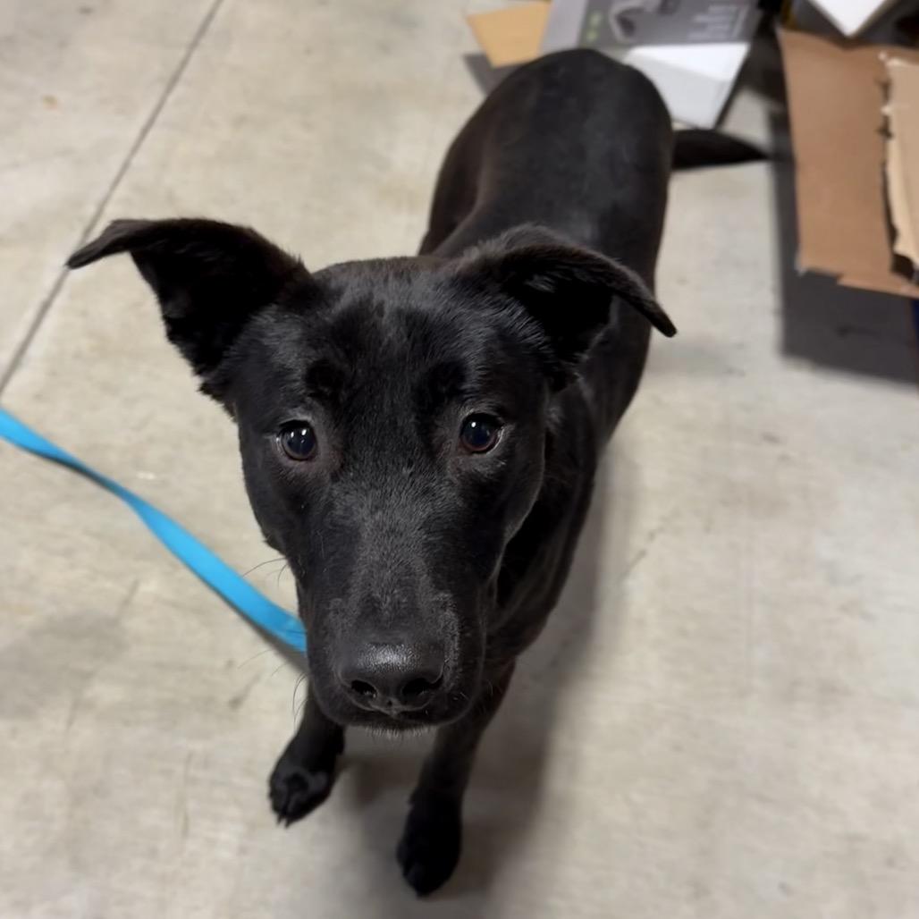 Finnick, a Adoptable mixed breed in Brookfield, WI image 4/5