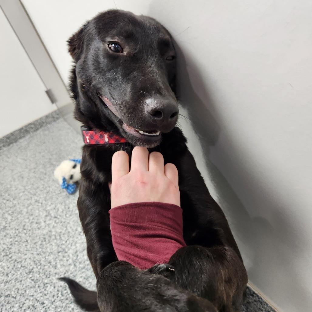 Finnick, a Adoptable mixed breed in Brookfield, WI image 5/5