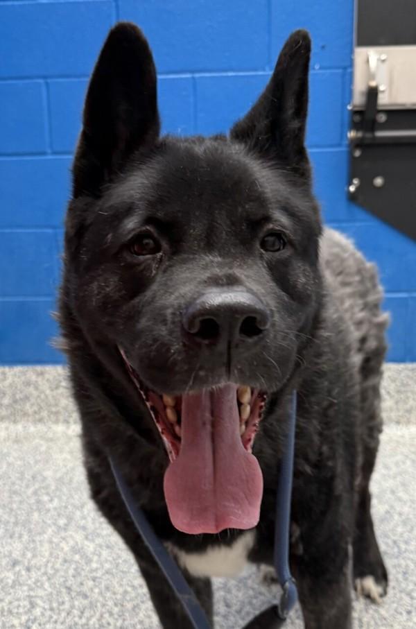Enlarge Athena, a Adoptable Akita in Golden, CO image 1/4
