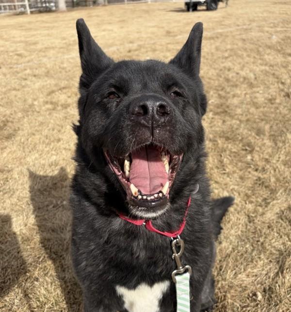 Enlarge Athena, a Adoptable Akita in Golden, CO image 2/4