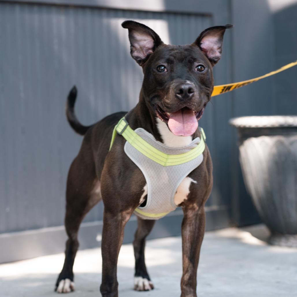 Velveeta, Adoptable, Adult Male Mixed Breed.