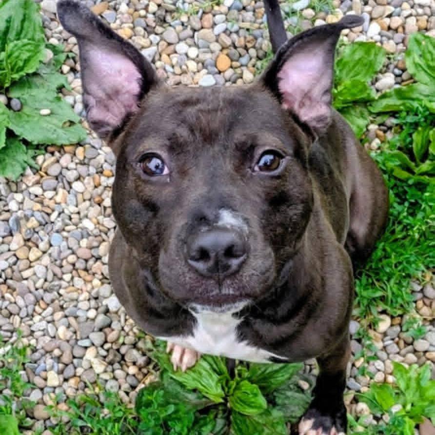 Velveeta, Adoptable, Adult Male Mixed Breed.