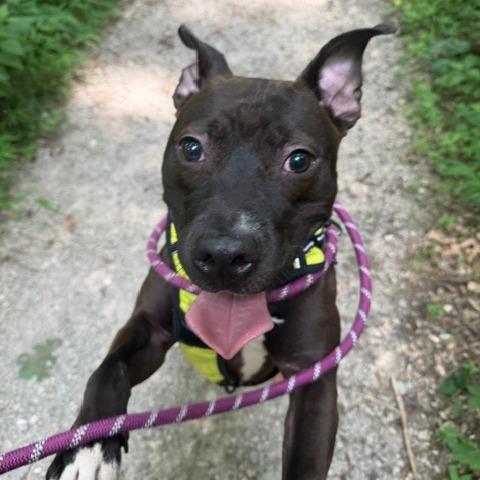 Velveeta, a Adoptable Mixed Breed in Jeffersonville, IN image 2/6