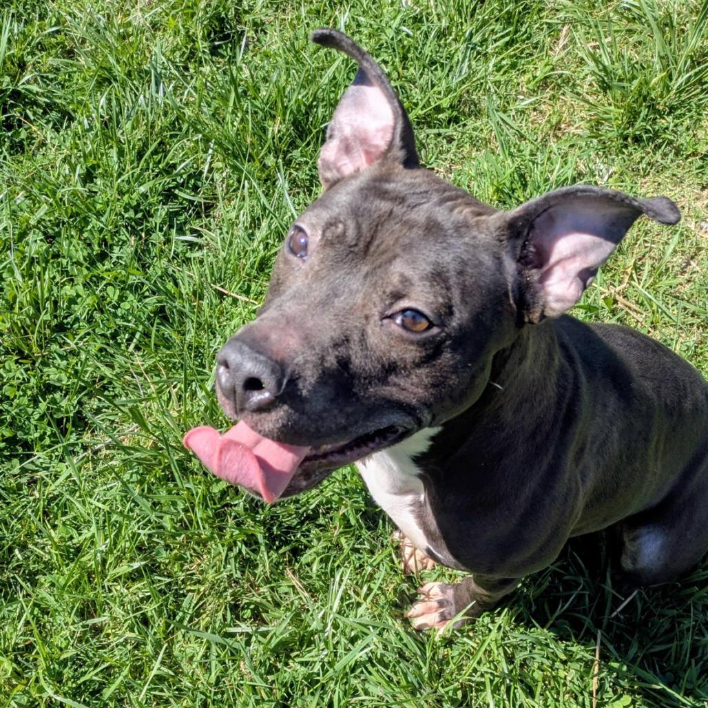 Enlarge Velveeta, a Adoptable Mixed Breed in Jeffersonville, IN image 2/6