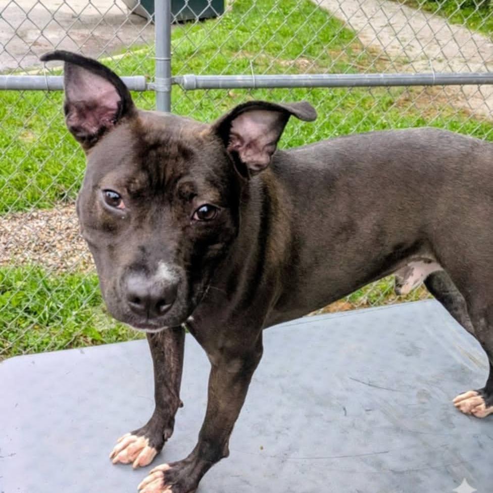 Enlarge Velveeta, a Adoptable Mixed Breed in Jeffersonville, IN image 3/6