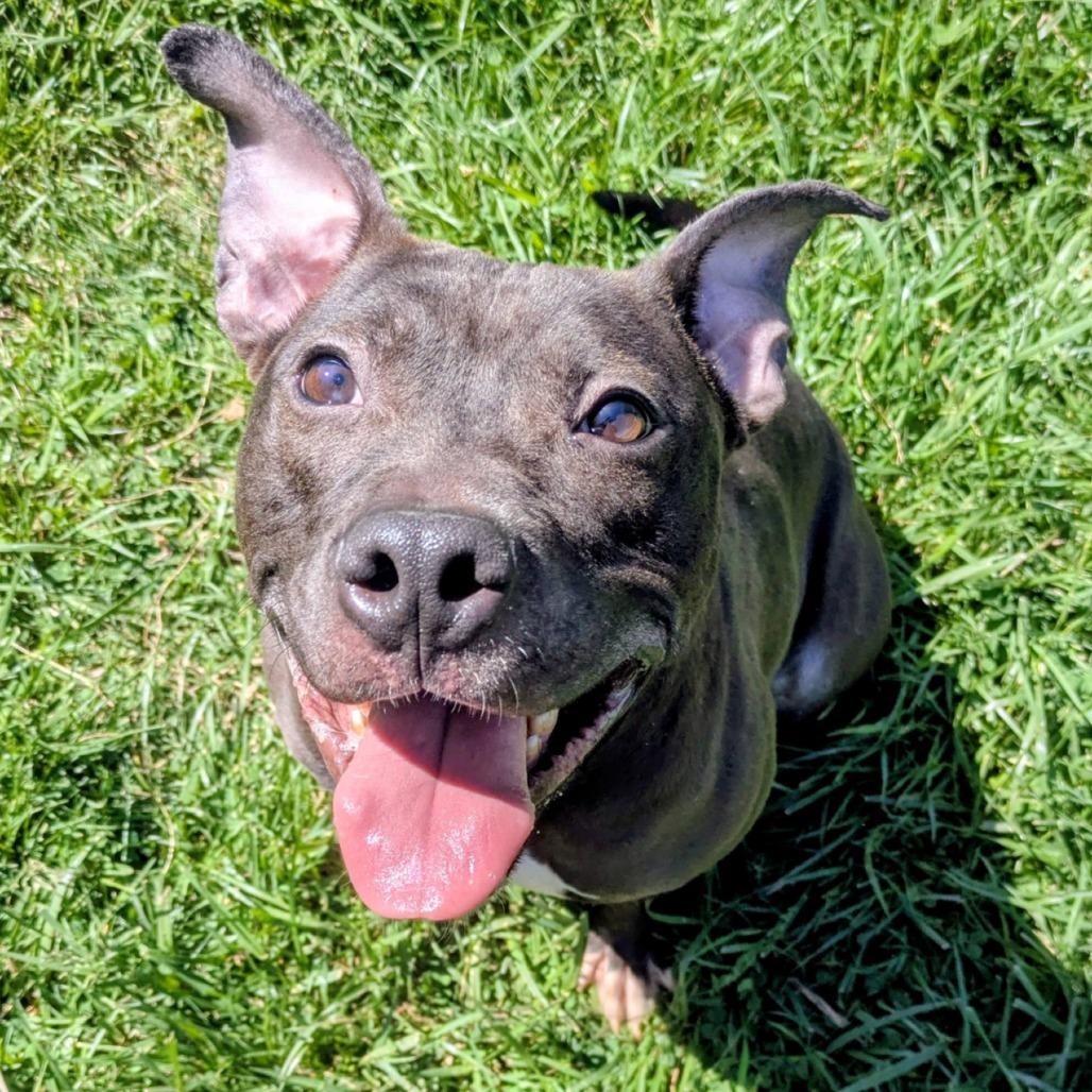 Enlarge Velveeta, a Adoptable Mixed Breed in Jeffersonville, IN image 4/6