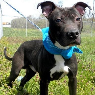 Enlarge Velveeta, a Adoptable Mixed Breed in Jeffersonville, IN image 1/1