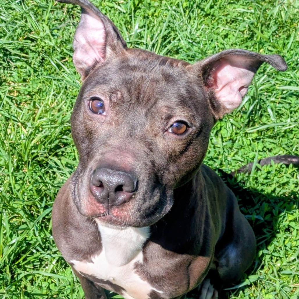 Enlarge Velveeta, a Adoptable Mixed Breed in Jeffersonville, IN image 5/6